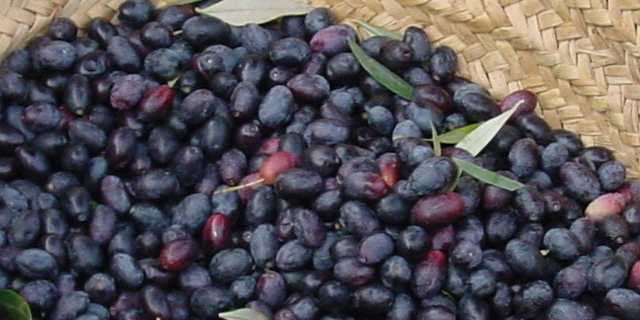 Aceituna Empeltre Negra