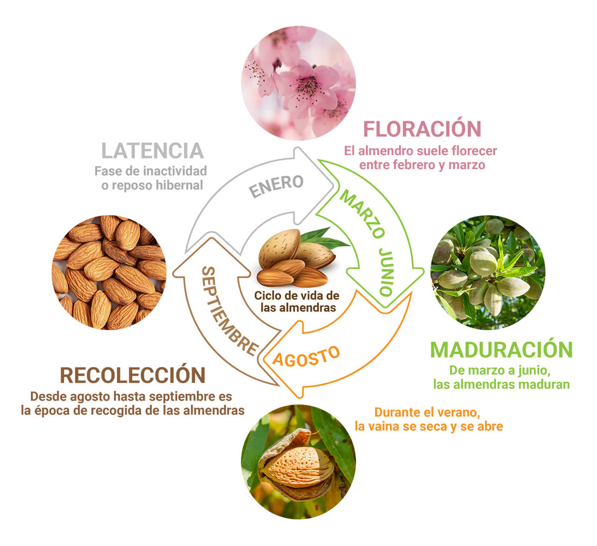 Ciclo de la Almendra